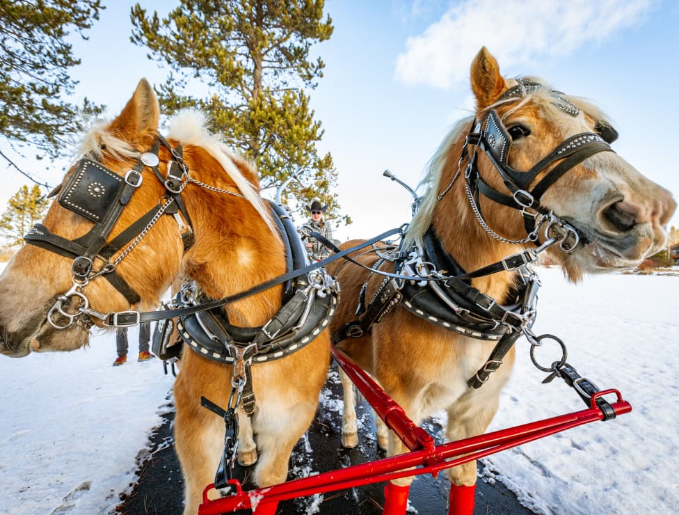 Two brown horses in harness stand side by side, attached to a red sleigh, on a snowy path with trees and blue sky in the background.
