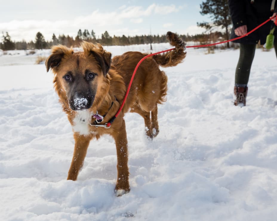 A brown dog with snow on its nose stands on snowy ground, looking at the camera. The dog is on a red leash, and a person holding the leash is partially visible in the background.